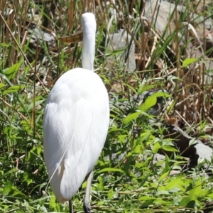 Perca fluviatilis at Giralang, ACT - 15 Mar 2021