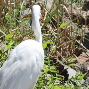 Perca fluviatilis at Giralang, ACT - 15 Mar 2021