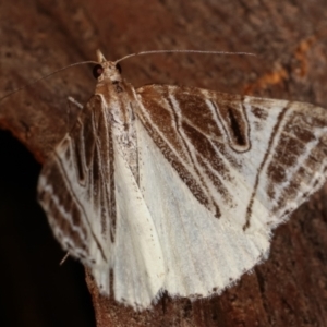 Phrataria replicataria at Paddys River, ACT - 12 Mar 2021 08:36 PM