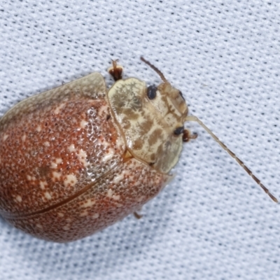 Paropsis sp. (genus) (A leaf beetle) at Paddys River, ACT - 12 Mar 2021 by kasiaaus