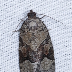 Meritastis lythrodana (A tortrix or leafroller moth) at Paddys River, ACT - 12 Mar 2021 by kasiaaus