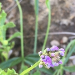 Cullen tenax (Tough Scurf-Pea) at Majura, ACT - 15 Mar 2021 by JaneR