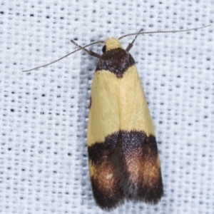 Heteroteucha dichroella at Paddys River, ACT - 12 Mar 2021 08:41 PM