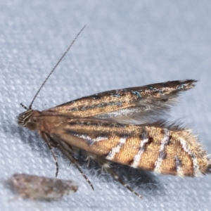 Glyphipterix perimetalla at Paddys River, ACT - 12 Mar 2021