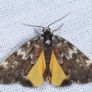 Halone sinuata at Paddys River, ACT - 12 Mar 2021