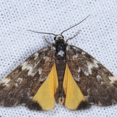 Halone sinuata (Rock Lichen Moth) at Paddys River, ACT - 12 Mar 2021 by kasiaaus