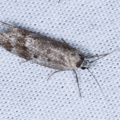 Oecophoridae (family) (Unidentified Oecophorid concealer moth) at Paddys River, ACT - 12 Mar 2021 by kasiaaus