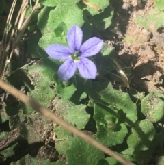 Lobelia pedunculata (Matted Pratia) at Murray Gorge, NSW - 7 Mar 2021 by Ned_Johnston