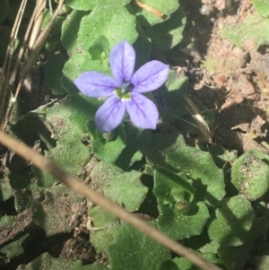 Lobelia pedunculata at Murray Gorge, NSW - 7 Mar 2021