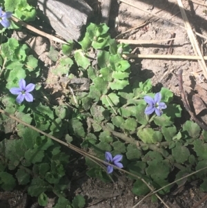 Lobelia pedunculata at Murray Gorge, NSW - 7 Mar 2021