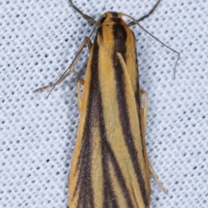 Phaeophlebosia furcifera at Paddys River, ACT - 12 Mar 2021