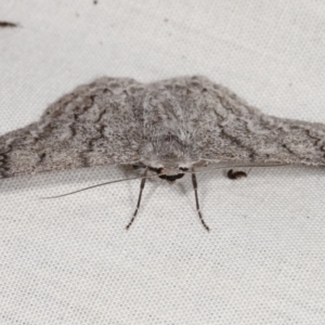 Crypsiphona ocultaria at Paddys River, ACT - 12 Mar 2021 08:45 PM