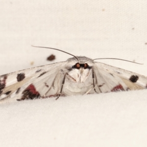 Crypsiphona ocultaria at Paddys River, ACT - 12 Mar 2021 08:45 PM