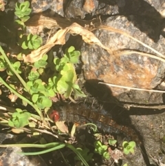 Epicoma (genus) (Unidentified Prominent moth) at Murray Gorge, NSW - 6 Mar 2021 by Ned_Johnston