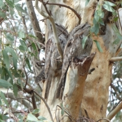 Podargus strigoides (Tawny Frogmouth) at Thurgoona, NSW - 21 Apr 2020 by alburycityenviros