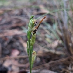 Heteropelma scaposum at Currawang, NSW - 14 Mar 2021