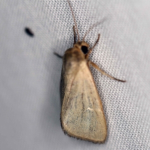 Heliocheilus moribunda at Paddys River, ACT - 12 Mar 2021