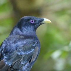 Ptilonorhynchus violaceus (Satin Bowerbird) at Merimbula, NSW - 14 Mar 2021 by Leo