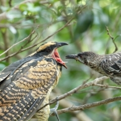 Eudynamys orientalis (Pacific Koel) at Merimbula, NSW - 13 Mar 2021 by Leo