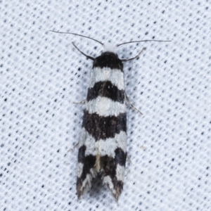 Lepidoscia characota at Paddys River, ACT - suppressed