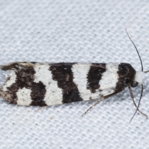 Lepidoscia characota at Paddys River, ACT - 12 Mar 2021