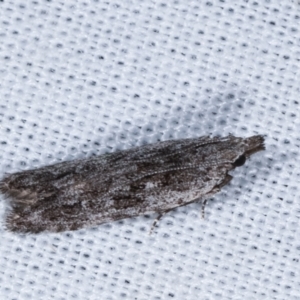 Hypatima (genus) at Paddys River, ACT - 12 Mar 2021 08:49 PM