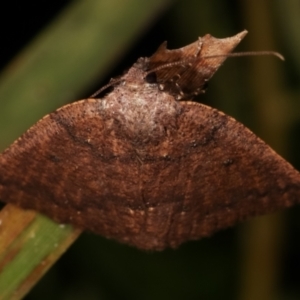 Casbia tetramera at Paddys River, ACT - 12 Mar 2021 08:51 PM