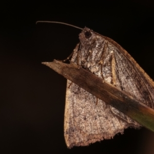 Casbia tetramera at Paddys River, ACT - 12 Mar 2021 08:51 PM