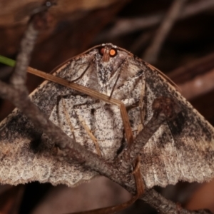 Casbia tetramera at Paddys River, ACT - 12 Mar 2021 08:52 PM