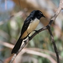 Rhipidura leucophrys (Willie Wagtail) at Albury - 14 Mar 2021 by PaulF