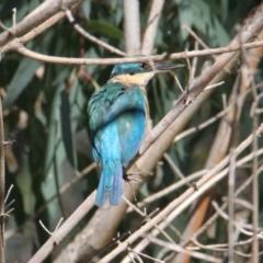 Todiramphus sanctus (Sacred Kingfisher) at Albury, NSW - 14 Mar 2021 by PaulF