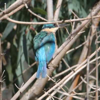 Todiramphus sanctus (Sacred Kingfisher) at Albury, NSW - 14 Mar 2021 by PaulF