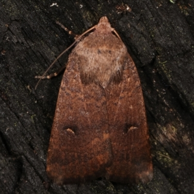 Proteuxoa hypochalchis (Black-bar Noctuid) at Paddys River, ACT - 12 Mar 2021 by kasiaaus