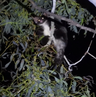 Petauroides volans (Southern Greater Glider) at Baranduda Regional Park - 14 Mar 2021 by WingsToWander