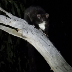 Petauroides volans (Southern Greater Glider) at Baranduda Regional Park - 14 Mar 2021 by WingsToWander