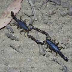 Cercophonius squama (Wood Scorpion) at Baranduda Regional Park - 14 Mar 2021 by WingsToWander