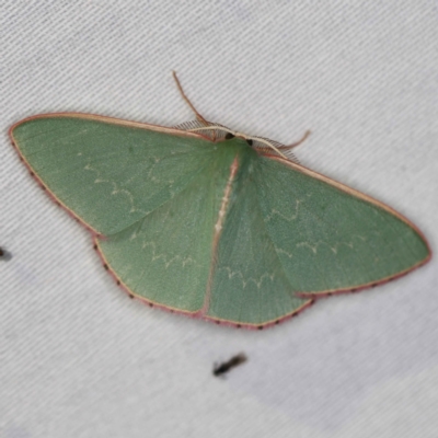Chlorocoma undescribed species MoVsp3 (An Emerald moth) at Paddys River, ACT - 12 Mar 2021 by ibaird