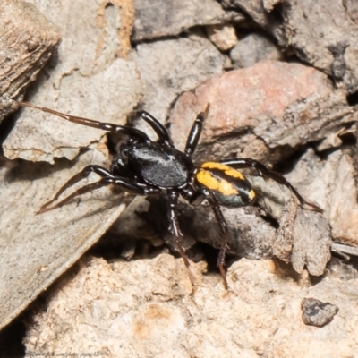Zodariidae (family) (Unidentified Ant spider or Spotted ground spider) at Bruce, ACT - 16 Mar 2021 by Roger