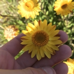 Xerochrysum subundulatum (Alpine Everlasting) at Cotter River, ACT - 7 Mar 2021 by Tapirlord