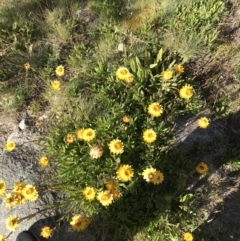 Xerochrysum subundulatum at Cotter River, ACT - 7 Mar 2021