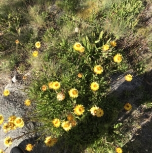 Xerochrysum subundulatum at Cotter River, ACT - 7 Mar 2021