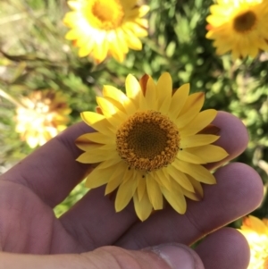 Xerochrysum subundulatum at Cotter River, ACT - 7 Mar 2021