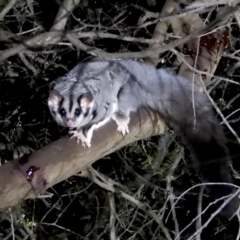 Petaurus norfolcensis (Squirrel Glider) at Bandiana, VIC - 15 Mar 2021 by WingsToWander