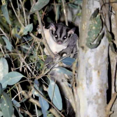 Petaurus norfolcensis (Squirrel Glider) at Bandiana, VIC - 15 Mar 2021 by WingsToWander