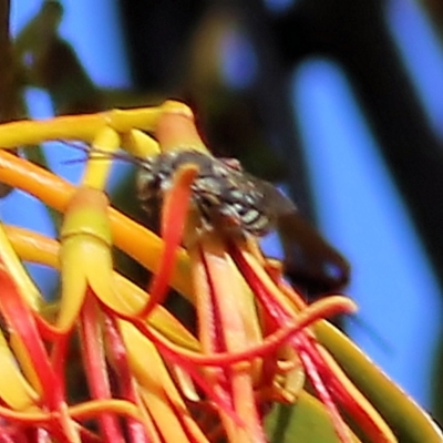 Megachile sp. (several subgenera) at Castle Creek, VIC - 15 Mar 2021 by KylieWaldon