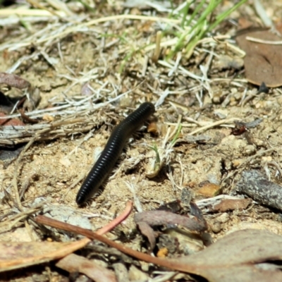 Ommatoiulus moreleti (Portuguese Millipede) at Wodonga, VIC - 14 Mar 2021 by Kyliegw