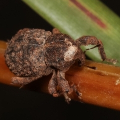 Cryptorhynchini sp. (tribe) (Unidentified cryptorhynchine weevil) at Tidbinbilla Nature Reserve - 12 Mar 2021 by kasiaaus