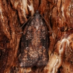 Tortricinae (subfamily) (A tortrix moth) at Paddys River, ACT - 12 Mar 2021 by kasiaaus