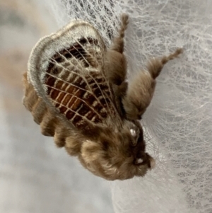 Doratifera vulnerans at Murrumbateman, NSW - 16 Mar 2021