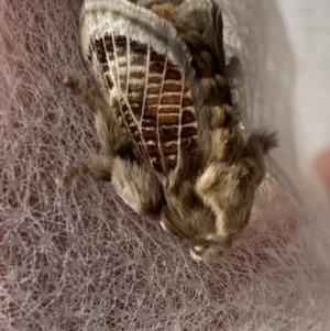 Doratifera vulnerans at Murrumbateman, NSW - 16 Mar 2021